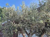 Olijfboom tortuga - olea europaea - 200 jaar oud - hoogte ca. 300 cm - afbeelding 3 van  8