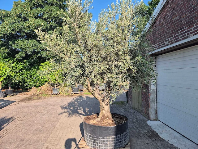 Olijfboom tortuga - olea europaea - 200 jaar oud - hoogte ca. 300 cm - afbeelding 4 van  8