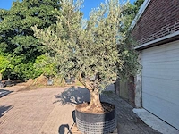 Olijfboom tortuga - olea europaea - 200 jaar oud - hoogte ca. 300 cm - afbeelding 4 van  8
