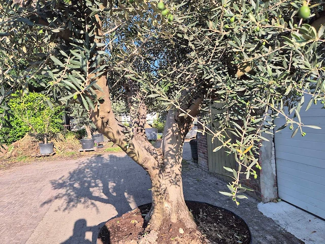 Olijfboom tortuga - olea europaea - 200 jaar oud - hoogte ca. 300 cm - afbeelding 5 van  8
