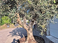 Olijfboom tortuga - olea europaea - 200 jaar oud - hoogte ca. 300 cm - afbeelding 5 van  8