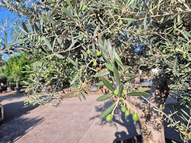Olijfboom tortuga - olea europaea - 200 jaar oud - hoogte ca. 300 cm - afbeelding 6 van  8