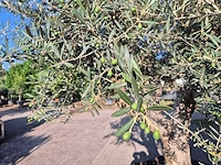 Olijfboom tortuga - olea europaea - 200 jaar oud - hoogte ca. 300 cm - afbeelding 6 van  8