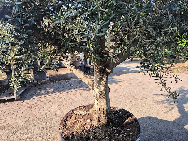 Olijfboom tortuga - olea europaea - 200 jaar oud - hoogte ca. 300 cm - afbeelding 7 van  8