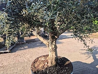 Olijfboom tortuga - olea europaea - 200 jaar oud - hoogte ca. 300 cm - afbeelding 7 van  8