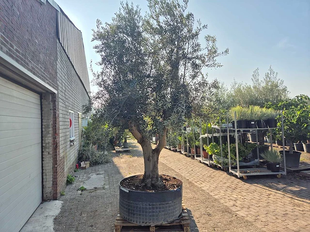 Olijfboom tortuga - olea europaea - 200 jaar oud - hoogte ca. 300 cm - afbeelding 8 van  8
