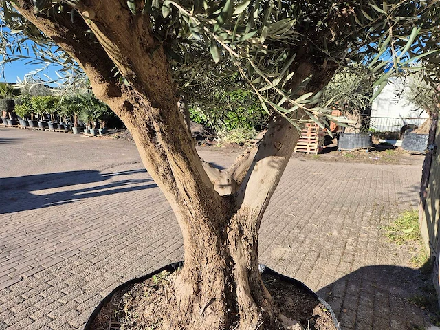 Olijfboom tortuga xl - olea europaea - hoogte ca. 300 cm - afbeelding 5 van  6