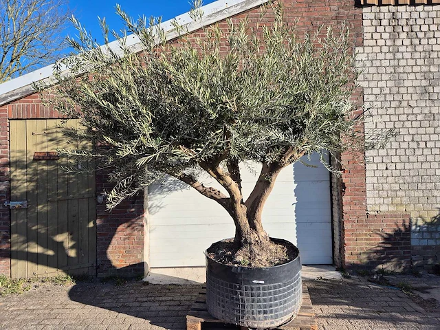 Olijfboom tortuga xl - olea europaea - hoogte ca. 300 cm - afbeelding 1 van  6