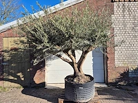 Olijfboom tortuga xl - olea europaea - hoogte ca. 300 cm