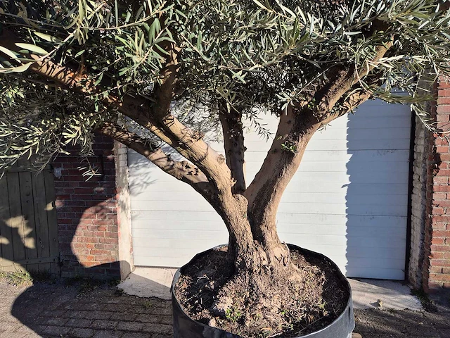 Olijfboom tortuga xl - olea europaea - hoogte ca. 300 cm - afbeelding 2 van  6