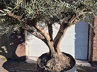 Olijfboom tortuga xl - olea europaea - hoogte ca. 300 cm - afbeelding 2 van  6