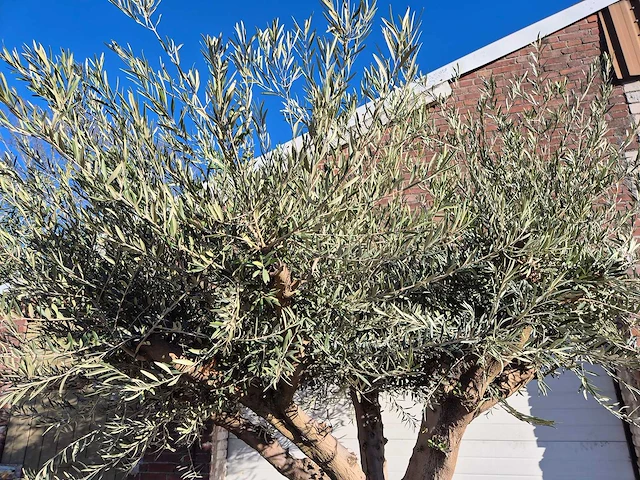 Olijfboom tortuga xl - olea europaea - hoogte ca. 300 cm - afbeelding 3 van  6