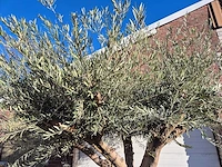 Olijfboom tortuga xl - olea europaea - hoogte ca. 300 cm - afbeelding 3 van  6