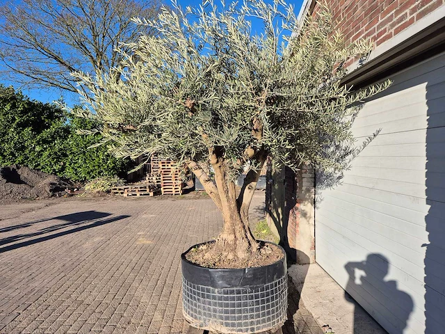 Olijfboom tortuga xl - olea europaea - hoogte ca. 300 cm - afbeelding 4 van  6