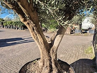 Olijfboom tortuga xl - olea europaea - hoogte ca. 300 cm - afbeelding 5 van  6