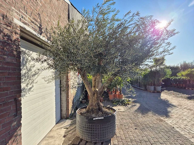 Olijfboom tortuga xl - olea europaea - hoogte ca. 300 cm - afbeelding 6 van  6