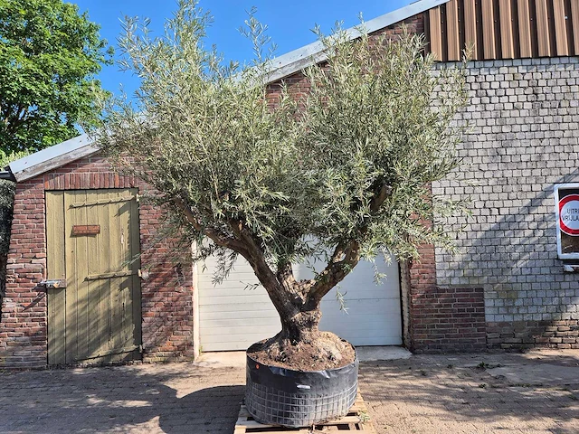 Olijfboom tortuga xl - olea europaea - hoogte ca. 300 cm - afbeelding 1 van  6
