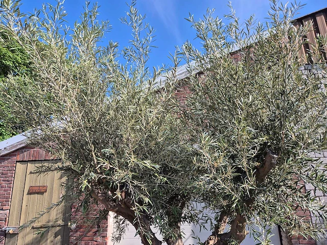 Olijfboom tortuga xl - olea europaea - hoogte ca. 300 cm - afbeelding 2 van  6