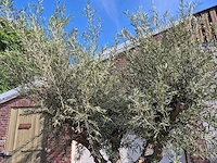 Olijfboom tortuga xl - olea europaea - hoogte ca. 300 cm - afbeelding 2 van  6