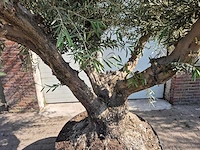Olijfboom tortuga xl - olea europaea - hoogte ca. 300 cm - afbeelding 3 van  6