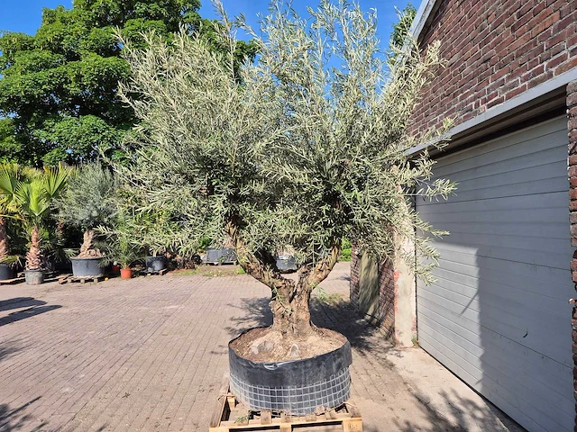 Olijfboom tortuga xl - olea europaea - hoogte ca. 300 cm - afbeelding 4 van  6
