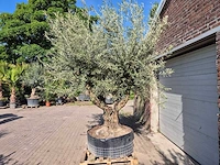 Olijfboom tortuga xl - olea europaea - hoogte ca. 300 cm - afbeelding 4 van  6