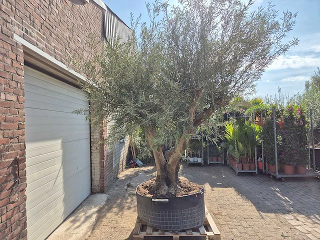 Olijfboom tortuga xl - olea europaea - hoogte ca. 300 cm - afbeelding 6 van  6