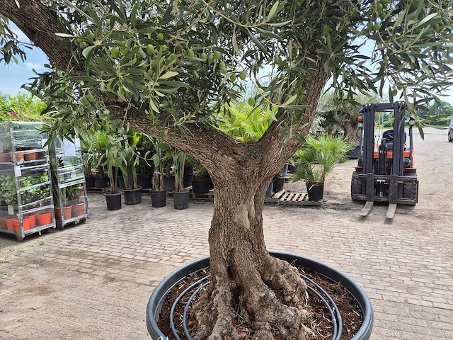 Olijfboom vertakt xl - olea europaea - 75 jaar oud - hoogte ca. 350 cm - afbeelding 5 van  7