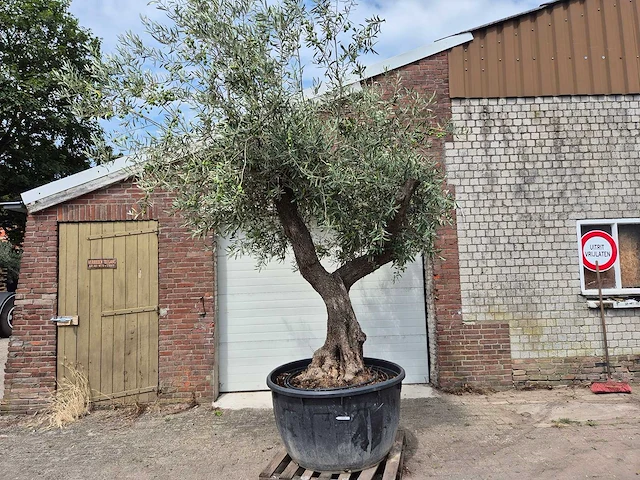 Olijfboom vertakt xl - olea europaea - 75 jaar oud - hoogte ca. 350 cm - afbeelding 1 van  7