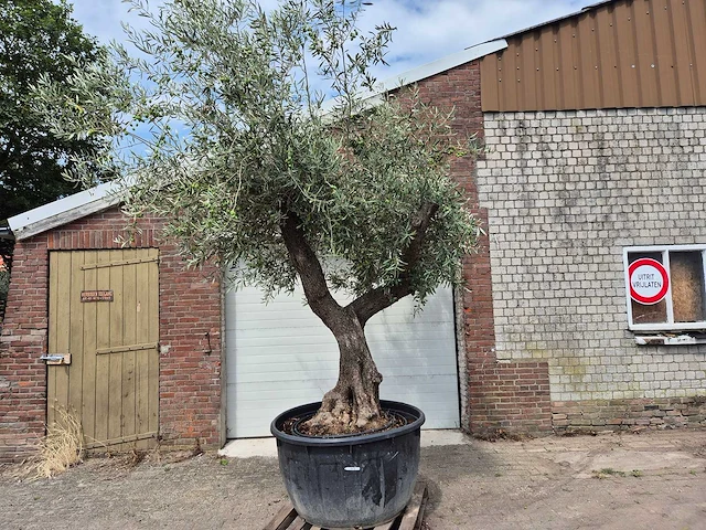 Olijfboom vertakt xl - olea europaea - 75 jaar oud - hoogte ca. 350 cm - afbeelding 2 van  7
