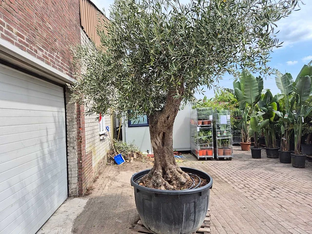 Olijfboom vertakt xl - olea europaea - 75 jaar oud - hoogte ca. 350 cm - afbeelding 3 van  7