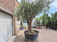 Olijfboom vertakt xl - olea europaea - 75 jaar oud - hoogte ca. 350 cm - afbeelding 3 van  7