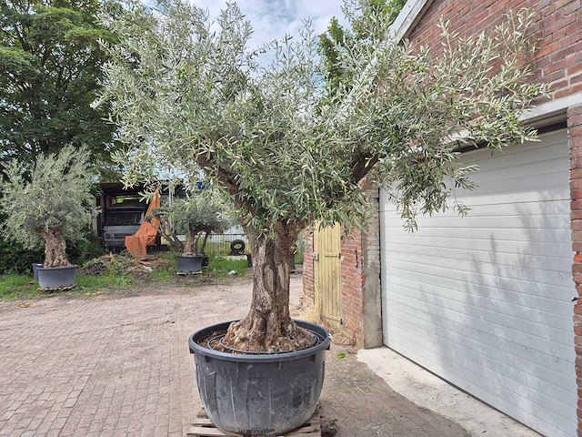 Olijfboom vertakt xl - olea europaea - 75 jaar oud - hoogte ca. 350 cm - afbeelding 4 van  7