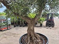 Olijfboom vertakt xl - olea europaea - 75 jaar oud - hoogte ca. 350 cm - afbeelding 5 van  7