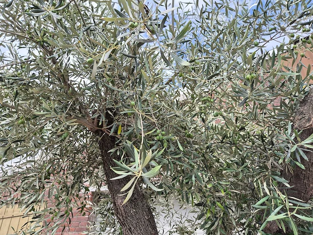 Olijfboom vertakt xl - olea europaea - 75 jaar oud - hoogte ca. 350 cm - afbeelding 6 van  7