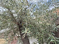 Olijfboom vertakt xl - olea europaea - 75 jaar oud - hoogte ca. 350 cm - afbeelding 6 van  7