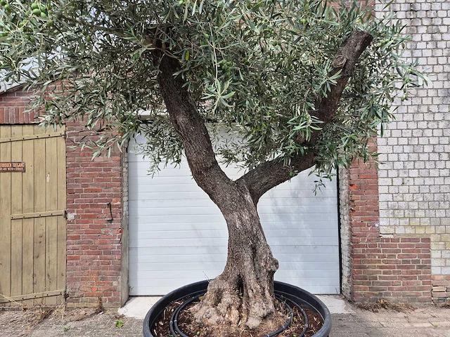 Olijfboom vertakt xl - olea europaea - 75 jaar oud - hoogte ca. 350 cm - afbeelding 7 van  7