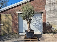 Olijfboom vertakt xl - olea europaea - hoogte ca. 300 cm - afbeelding 1 van  4