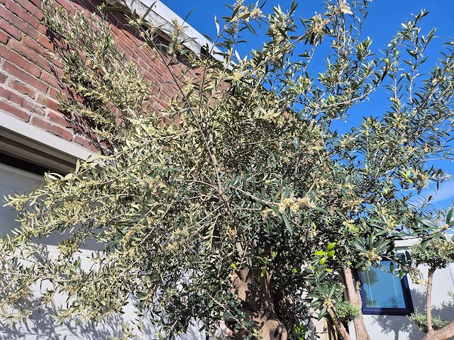 Olijfboom vertakt xl - olea europaea - hoogte ca. 300 cm - afbeelding 4 van  4