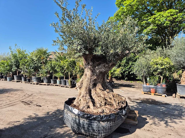 Olijfboom xl - olea europaea - 200 jaar oud - hoogte ca. 300 cm - afbeelding 1 van  6