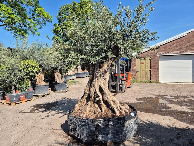 Olijfboom xl - olea europaea - 200 jaar oud - hoogte ca. 300 cm - afbeelding 2 van  6