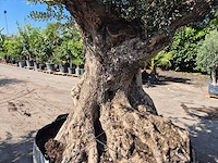 Olijfboom xl - olea europaea - 200 jaar oud - hoogte ca. 300 cm - afbeelding 3 van  6