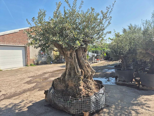 Olijfboom xl - olea europaea - 200 jaar oud - hoogte ca. 300 cm - afbeelding 4 van  6