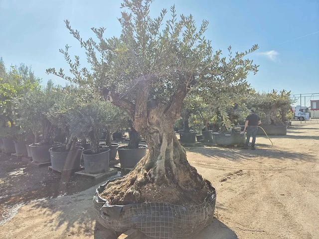 Olijfboom xl - olea europaea - 200 jaar oud - hoogte ca. 300 cm - afbeelding 5 van  6