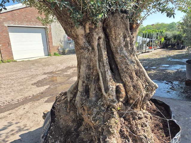 Olijfboom xl - olea europaea - 200 jaar oud - hoogte ca. 300 cm - afbeelding 6 van  6