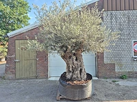 Olijfboom xl - olea europaea - 200 jaar oud - hoogte ca. 300 cm