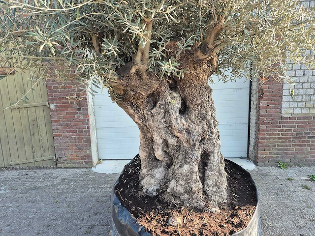 Olijfboom xl - olea europaea - 200 jaar oud - hoogte ca. 300 cm - afbeelding 2 van  7