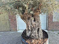 Olijfboom xl - olea europaea - 200 jaar oud - hoogte ca. 300 cm - afbeelding 2 van  7