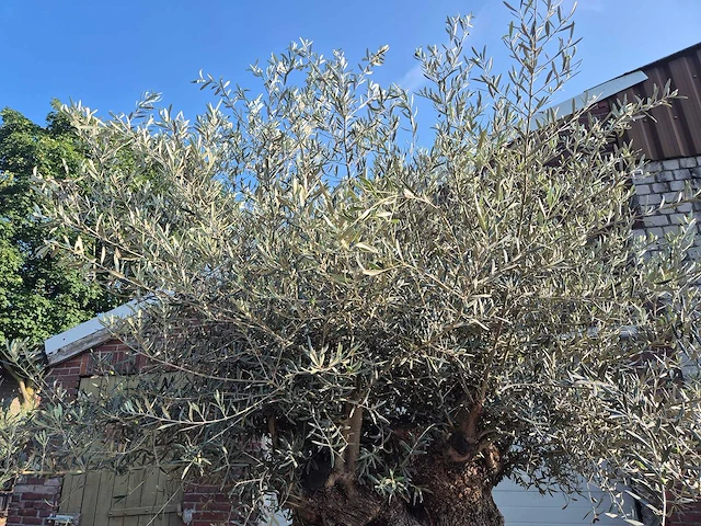 Olijfboom xl - olea europaea - 200 jaar oud - hoogte ca. 300 cm - afbeelding 3 van  7