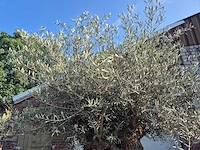 Olijfboom xl - olea europaea - 200 jaar oud - hoogte ca. 300 cm - afbeelding 3 van  7